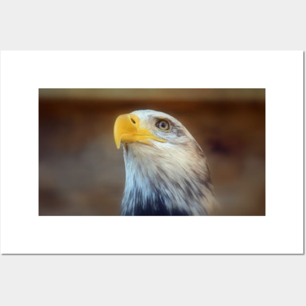 Bald Eagle Wall Art by Drgnfly4free